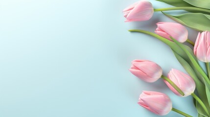 Delicate pink tulips elegantly positioned on a pastel blue background, a fresh and soothing floral arrangement.