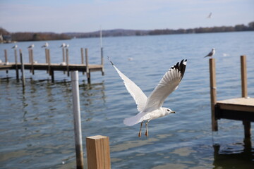 Wooden dock in the Marina over the lake in the winter. Taken over by seagulls. 
