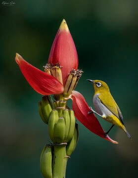 White eye bird