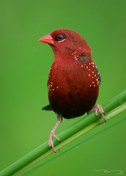Red Munia