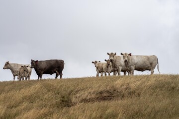 mustering a herd of cattle, of stud wagyu cows and bull in a sustainable agriculture field in summer. fat cow in a field. mother cow with baby