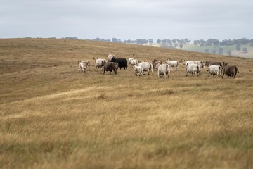 mustering a herd of cattle, of stud wagyu cows and bull in a sustainable agriculture field in summer. fat cow in a field. mother cow with baby
