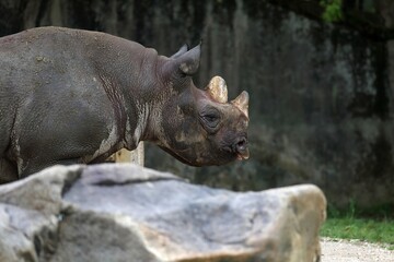 Fototapeta premium 雨に濡れたクロサイのポートレート