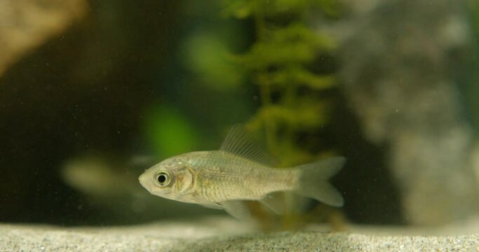 Close up view of small silver crucian carp in an aquarium