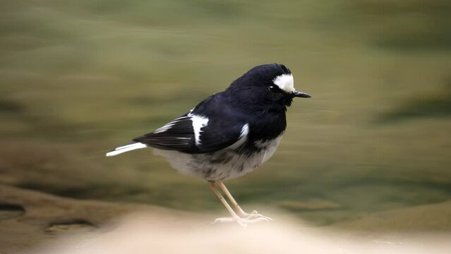 Little Forktail in the water searching for food, slow motion