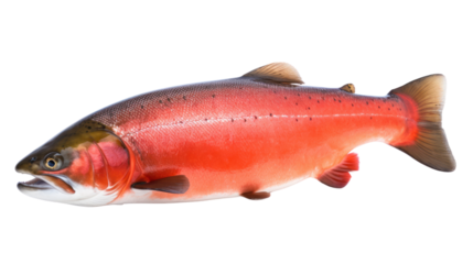 Fresh Salmon fish isolated on transparent and white background.PNG image.