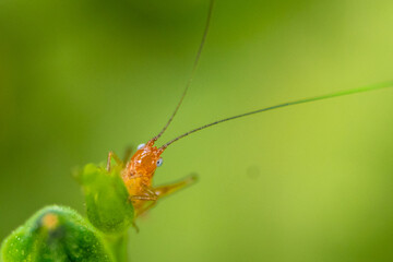 Macro insects and butterflies around the garden.