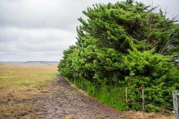 shelter belt in a field, tree hedge of a farm in australia