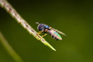Macro insects and butterflies around the garden.