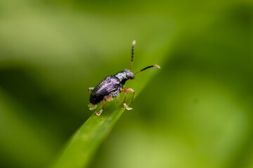 Fototapeta premium Macro insects and butterflies around the garden.