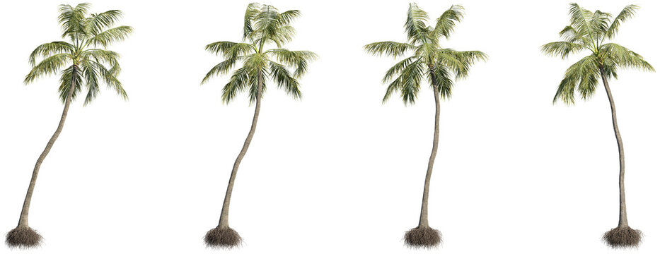 Coconut trees 3D rendering with transparent background, palm trees, cutout image for digital composition, illustration, architecture visualization