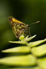 Macro insects and butterflies around the garden.