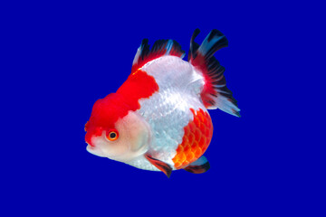 goldfish side view on blue background