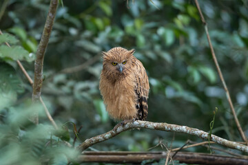 Buffy Fish Owl on green background