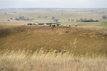 herd of ccows, Farming landscape of stud angus and wagyu bulls grazing, with beautiful cows and...