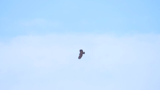 Crested serpent eagle in flight in slow motion