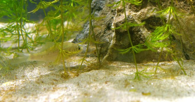 Small carp fish eating plants in aquarium