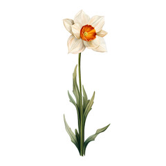 Birth Month Flowers December Narcissus transparent background PNG