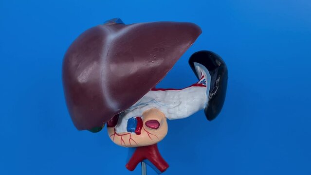 Liver anatomy model for medical education purposes. Liver diseases