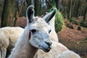 Fototapeta premium Close up of a Llama - Alpaka (Vicugna pacos)