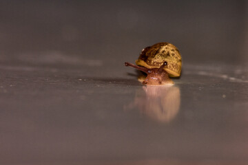 A small snail moves slowly