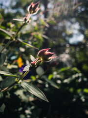 Flower bud