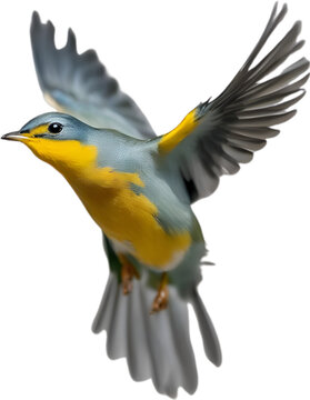 Close-up image of a Tropical parula bird. 