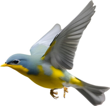 Close-up image of a Tropical parula bird. 