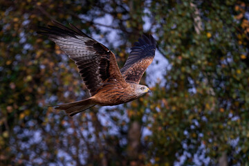 Red kite (Milvus milvus)