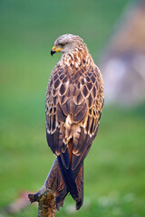 Red kite (Milvus milvus)