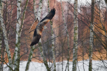 Red kite (Milvus milvus)