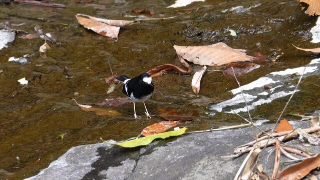Little Forktail in the water searching for food, slow motion