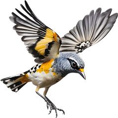 Fototapeta premium Close-up image of a Spotted pardalote bird. 