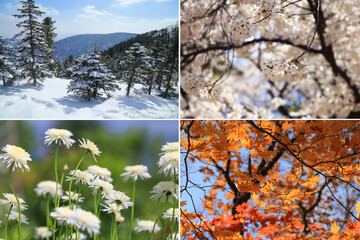 Collage images of 4 seasons
