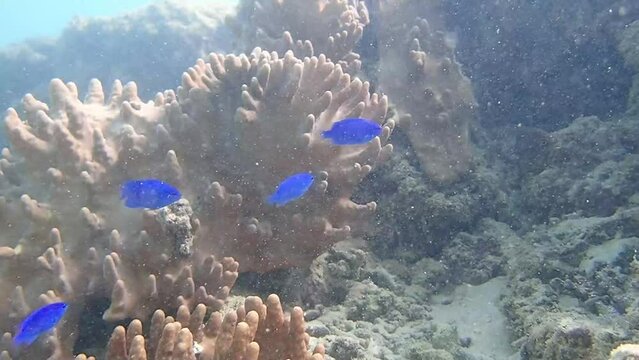 海の中の珊瑚とその近くを泳ぐ青い小さな魚のルリスズメダイ