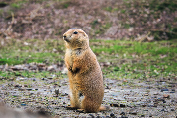 Naklejka na ściany i meble Präriehund - Erdhörnchen - Nagetier - Pelz - Pelzig - Tier - Animal - Cute Prairie Dog - Family - Groundhog - Genus Cynomys - Close Up - Meadow - High quality photo 