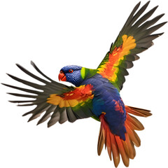 Fototapeta premium Close-up image of a Rainbow Lorikeet bird. 