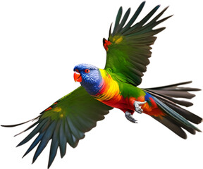Close-up image of a Rainbow Lorikeet bird. 