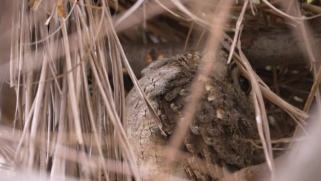 Collared scops owl, adult, and owlet on the nest, close-up and slow motion
