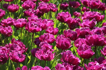Farbige Tulpen in Lila auf Tulpenfeld Formatfüllend 