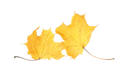 Autumn season. Beautiful maple leaves isolated on white