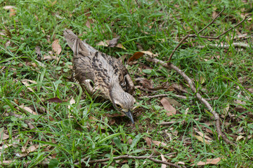 Bush stone-curlew (Burhinus grallarius) sitting on a nest in the grass. Coochiemudlo Island, Queensland, Australia. 