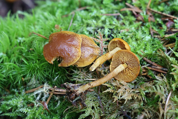 Calocybe naucoria, also called Calocybe fallax, domecap mushroom from Finland, no common English name