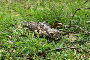Bush stone-curlew (Burhinus grallarius) sitting on a nest in the grass. Coochiemudlo Island, Queensland, Australia. 