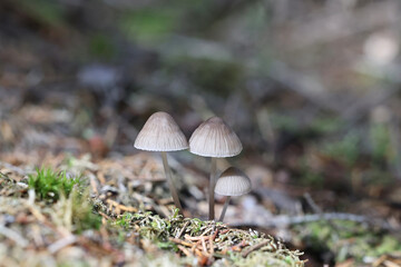 Summer bonnet, Mycena abramsii, wild mushroom from Finland