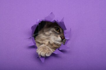 Cute cat looking through hole in purple paper