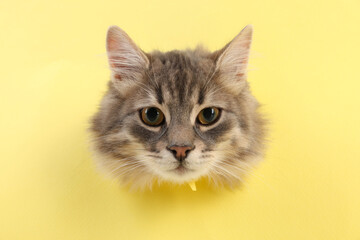 Obraz premium Cute cat looking through hole in yellow paper
