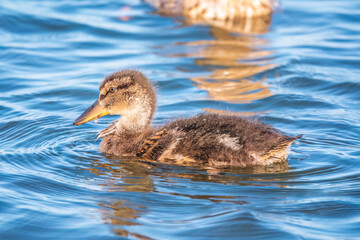Cute little duckling swimming alone in a lake or river with calm water