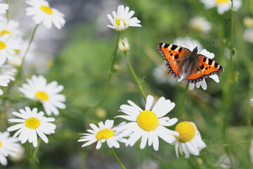 Small Tortoiseshell butterfly, Aglais urticae, feeding on Scentless Mayweed, Tripleurospermum inodorum