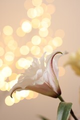 Beautiful lily flower against beige background with blurred lights, closeup